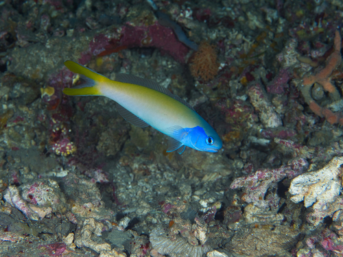 Blue tilefish (Hoplolatilus starcki) — Malacanthidae — 4