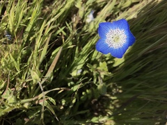 Nemophila menziesii