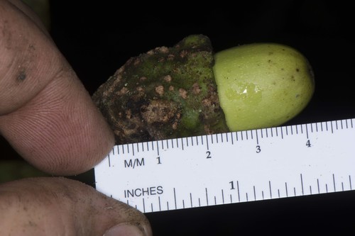 Licaria cannella