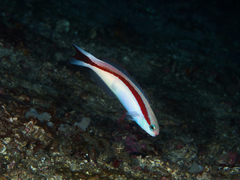 Red-Lined Tilefish photo 1