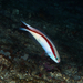 Skunk Tilefish