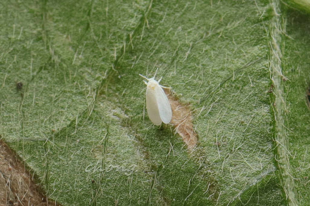 Trialeurodes from 中国江苏省南京市玄武区 on November 12, 2023 at 0448 PM by 虫虫