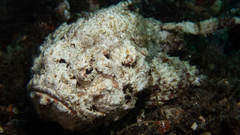 Shortsnout Scorpionfish photo 2