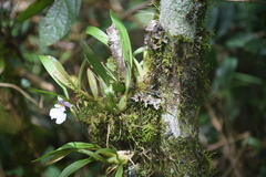 Caucaea