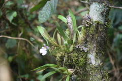 Caucaea