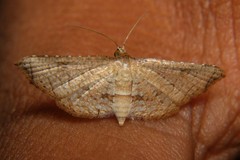 Thyrididae