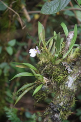 Caucaea