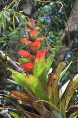 Guzmania gloriosa