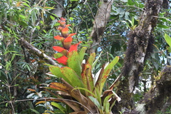 Guzmania gloriosa