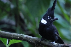 Crested Jay photo 3