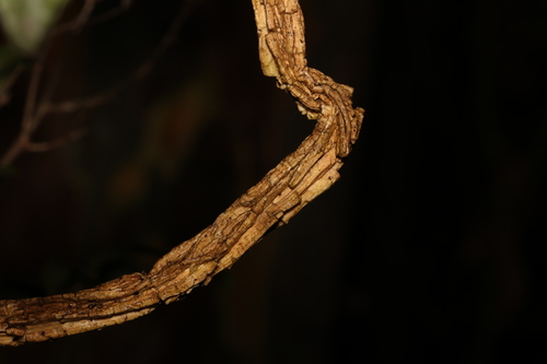 Image of Leichhardtia lloydii by (c) Greg Tasney, some rights reserved (CC BY-SA)