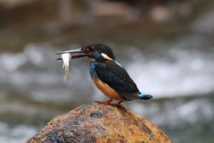 Blue-Banded Kingfisher photo 4