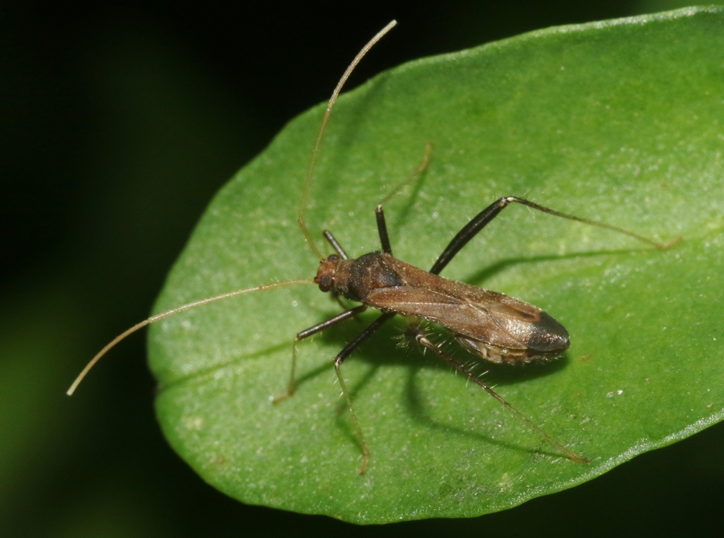 Paraxenetus guttulatus