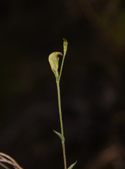 Pterostylis parviflora