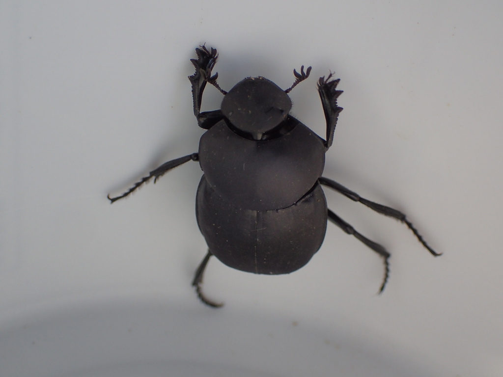Eastern Tumblebug