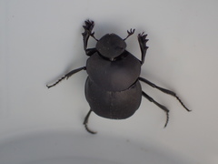 Canthon pilularius