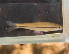 Blackspot Shiner photo 2