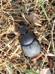 Canthon pilularius