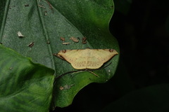 Luxiaria phyllosaria