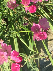 Sidalcea malviflora malviflora