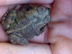 Anaxyrus americanus charlesmithi