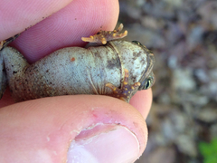 Anaxyrus americanus charlesmithi
