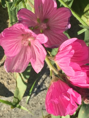 Sidalcea malviflora malviflora
