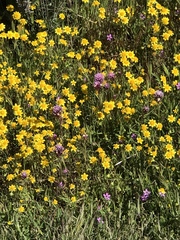 Castilleja exserta