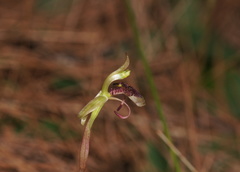 Chiloglottis curviclavia