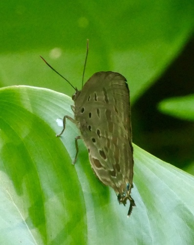 Arhopala meander