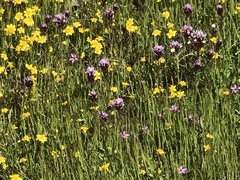 Castilleja exserta