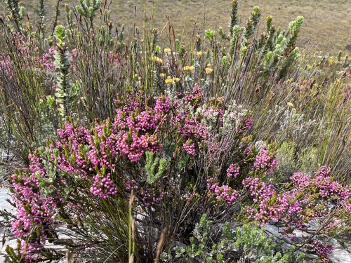 Image of Erica gracilipes by (c) Charleen Brunke, some rights reserved (CC BY)