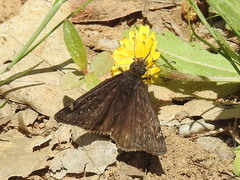 Erynnis juvenalis