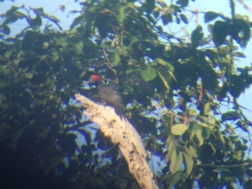 Andaman Woodpecker (Dryocopus hodgei), photo 4