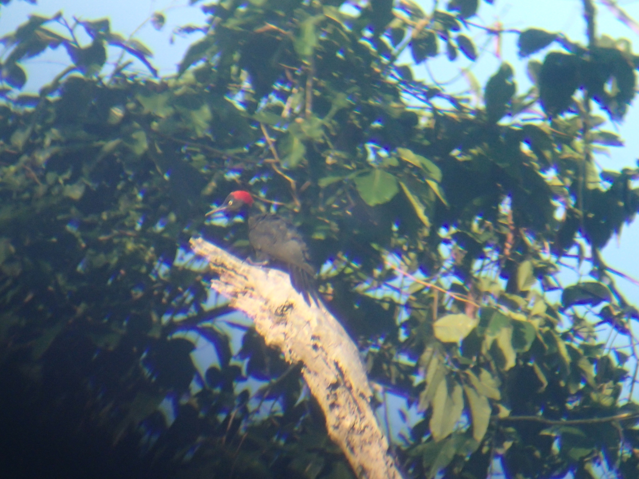 Andaman Woodpecker (Dryocopus hodgei), photo 3