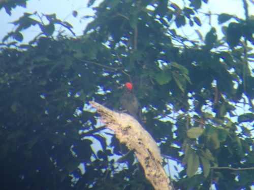 Andaman Woodpecker (Dryocopus hodgei), photo 8