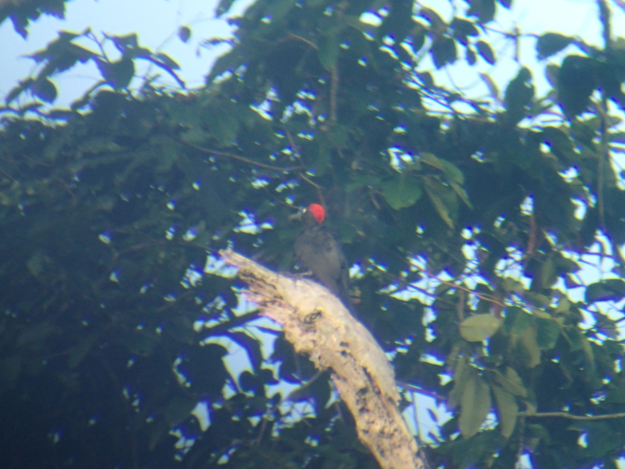 Andaman Woodpecker (Dryocopus hodgei), photo 1