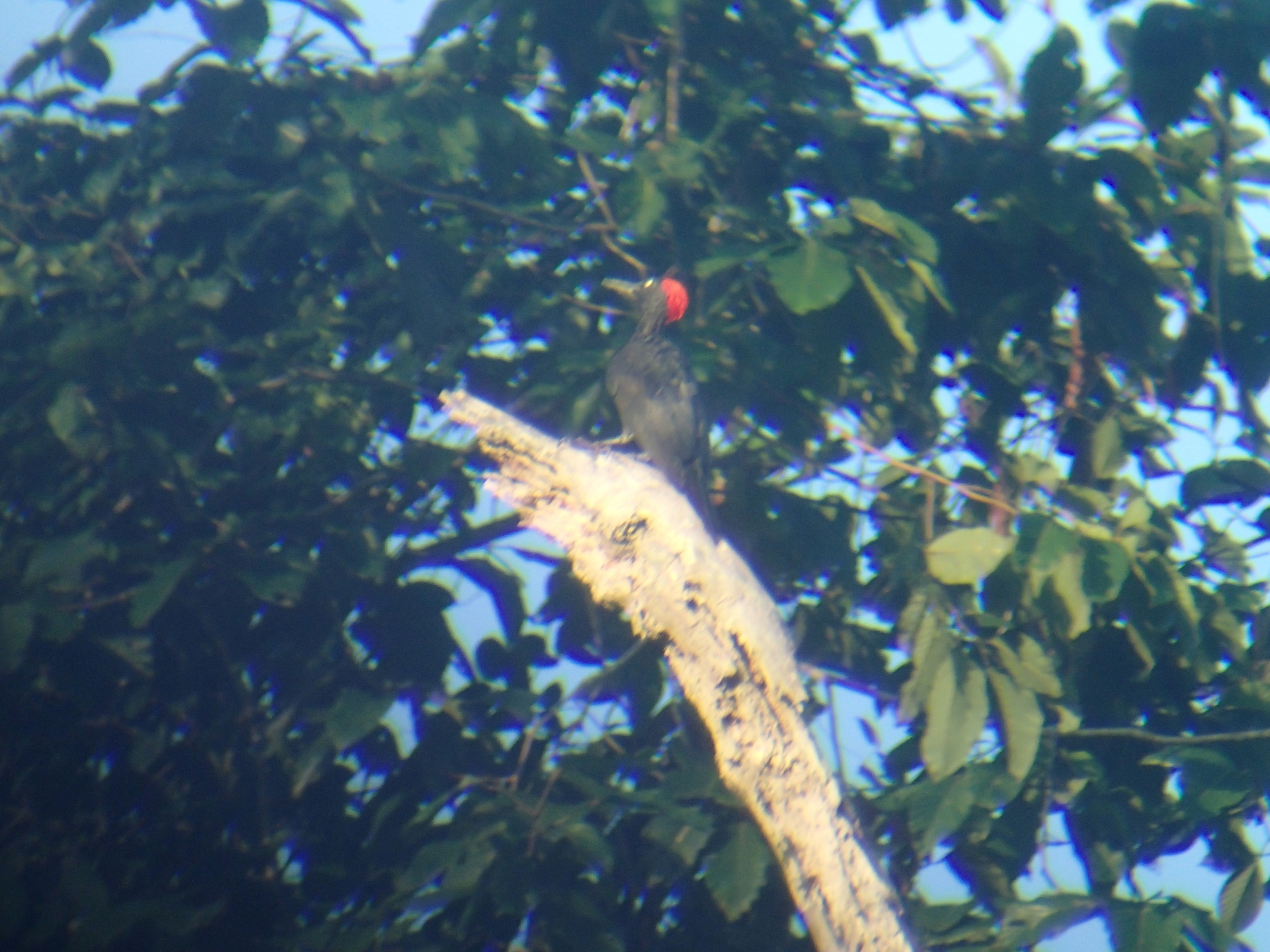 Andaman Woodpecker (Dryocopus hodgei), photo 2