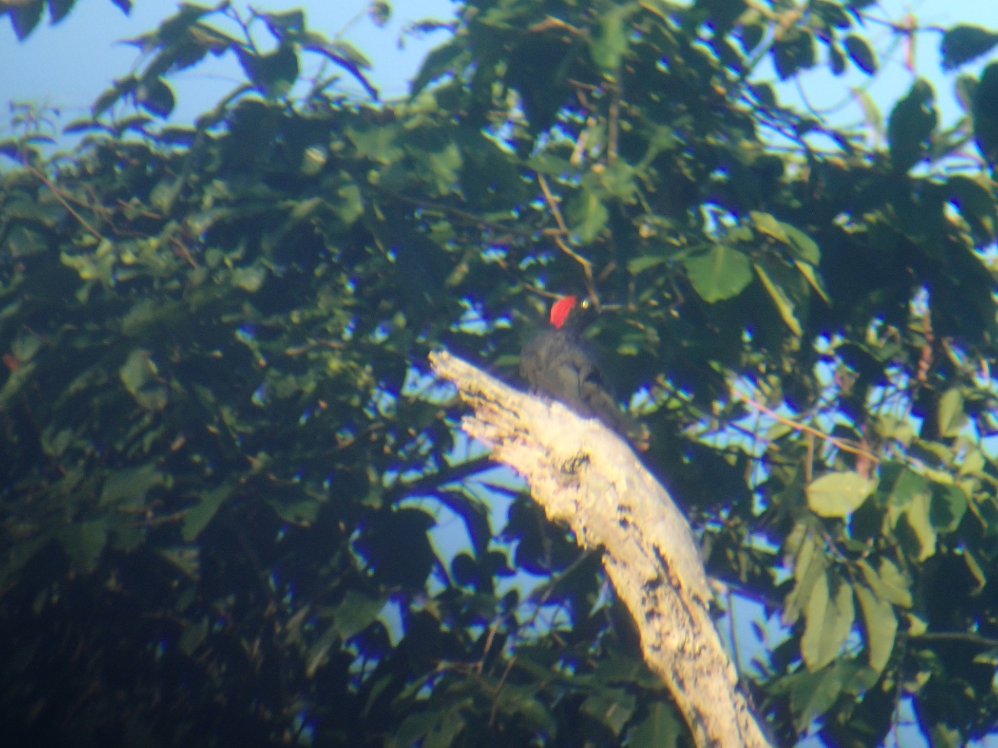 Andaman Woodpecker (Dryocopus hodgei), photo 4