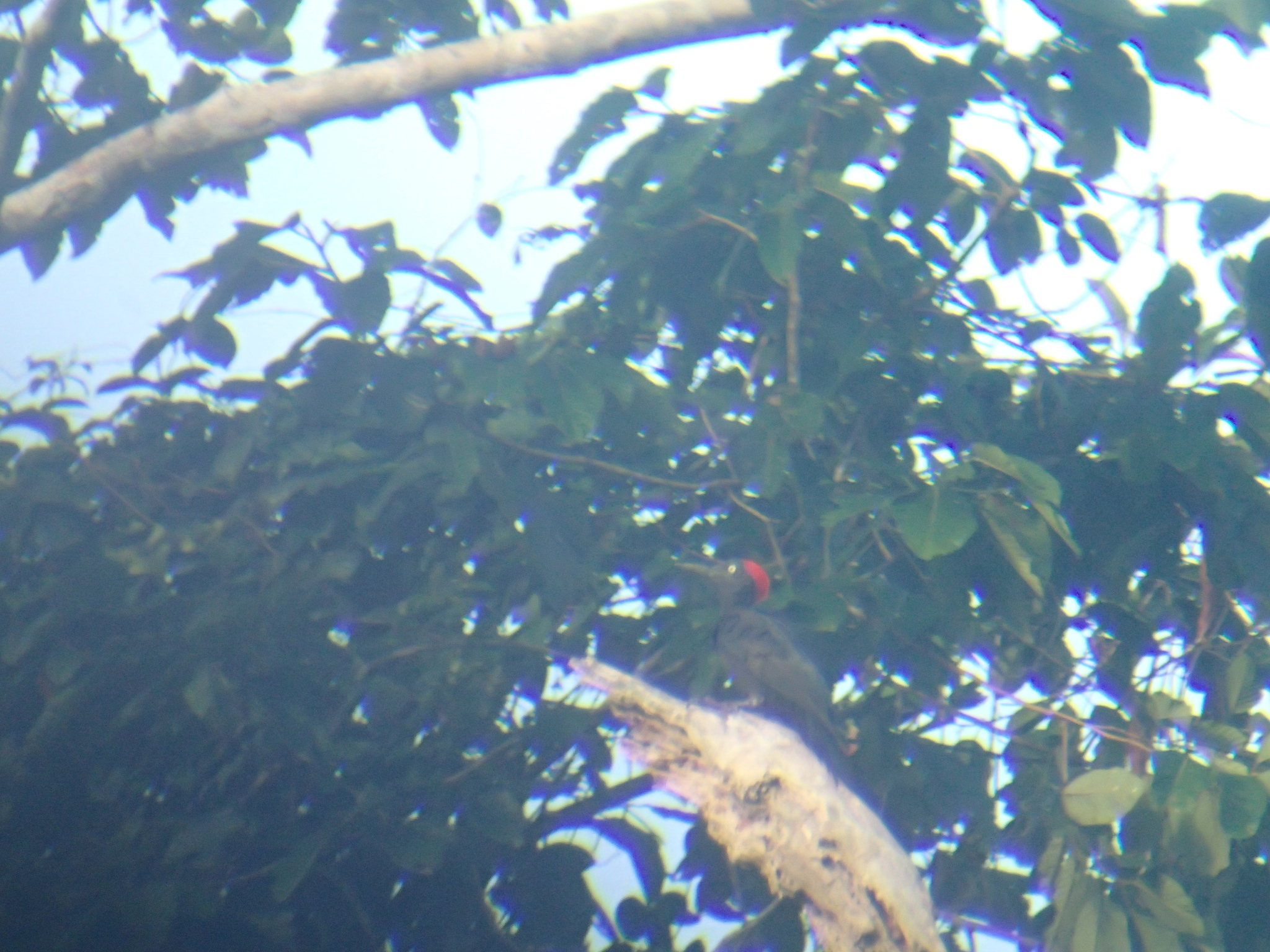 Andaman Woodpecker (Dryocopus hodgei), photo 5