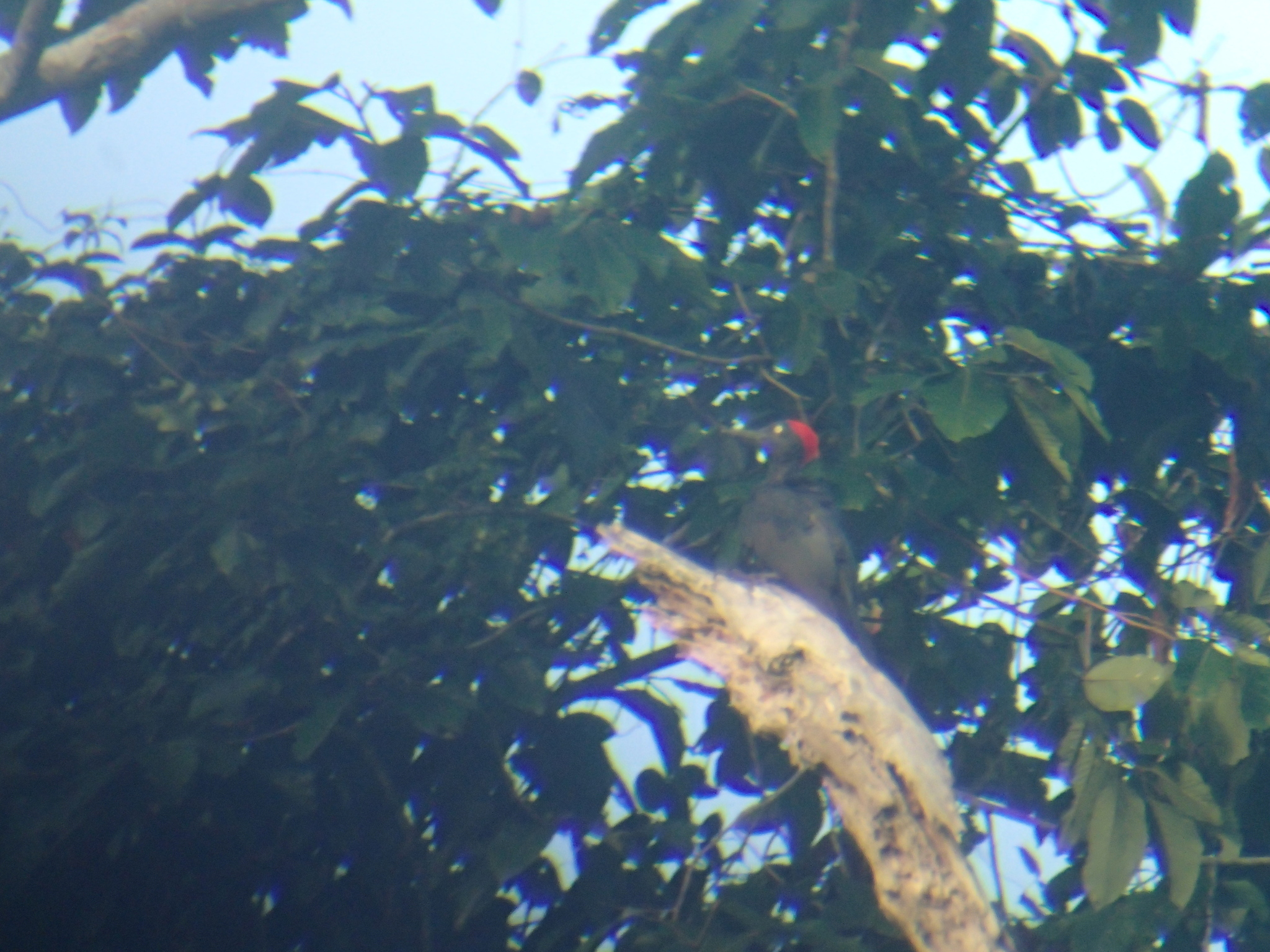 Andaman Woodpecker (Dryocopus hodgei), photo 6