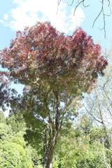 Fraxinus angustifolia oxycarpa