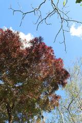 Fraxinus angustifolia oxycarpa