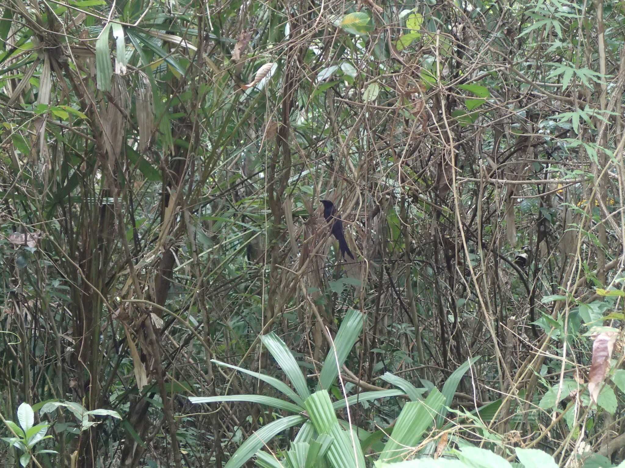 Andaman Drongo (Dicrurus andamanensis), photo 5