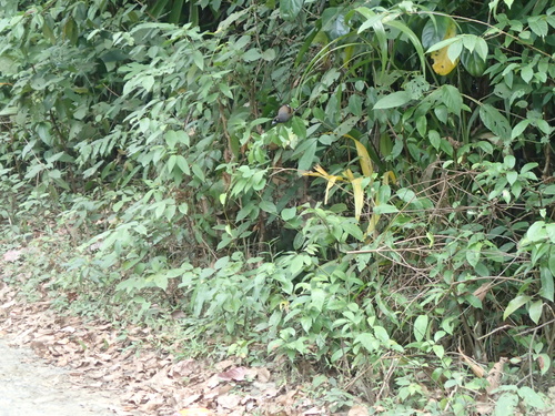 Andaman Treepie (Dendrocitta bayleii), photo 6