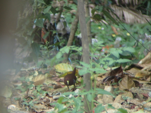 Andaman Crake (Rallina canningi), photo 5