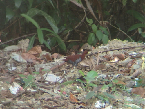 Andaman Crake (Rallina canningi), photo 2