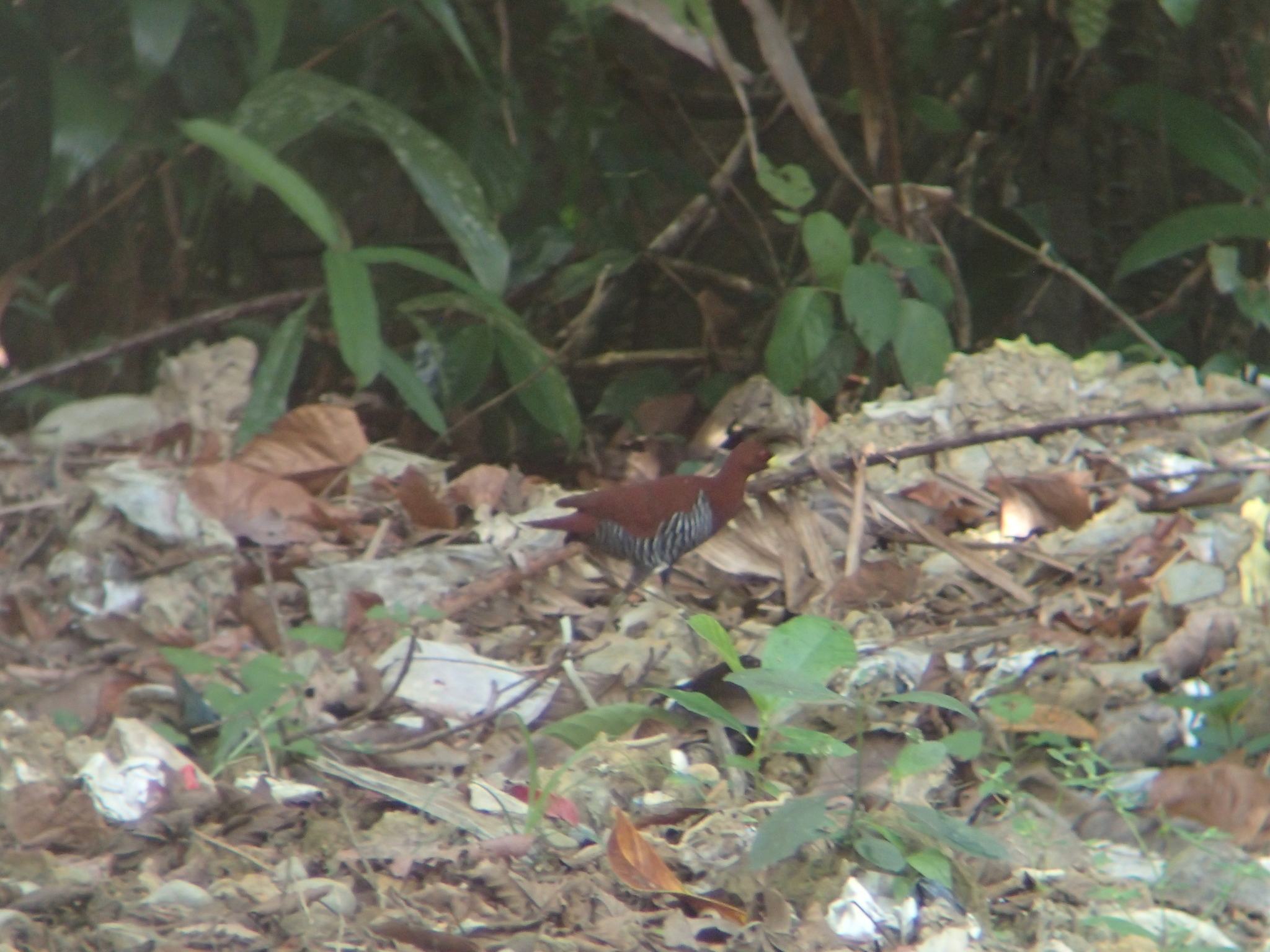 Andaman Crake (Rallina canningi), photo 3