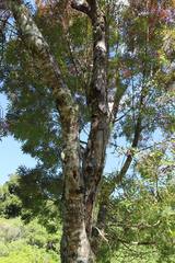 Fraxinus angustifolia oxycarpa