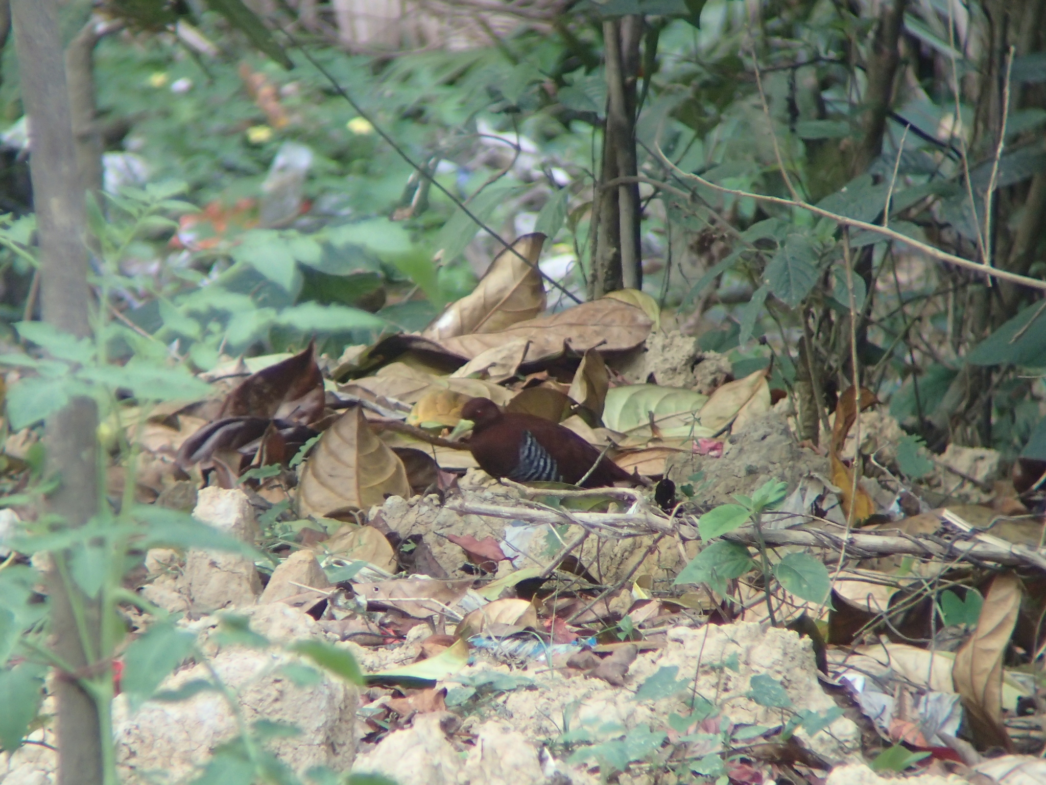 Andaman Crake (Rallina canningi), photo 2